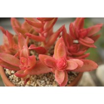 화제 다육이 실내공기정화