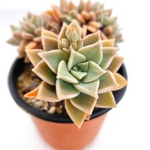 은무원 철화 키우기 물이들면 예쁜 다육식물 랜덤0413, 단품
