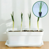 파머시카 대파 키우기 대파모종 파 모종 화분 세트 쌈 채소, 모종4개 세트, 토기색, 4개