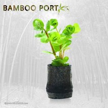 초보자도 키우기 쉬운 어항장식 포트수초 200종 모음, 143번) 대숯포트수초 마그란타레드