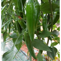 [당일수확] 안매운 풋고추 모닝고추, 1kg, 1개