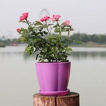 꽃 화분 겨울 실내 화초 개업 봄꽃 거실 집들이 카페