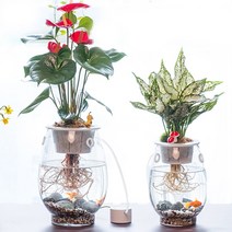 수경재배기 행운목 수경재배 테이블야자 아이비 홍콩야자 키트, 식물+어항+부속품, 스노우사파이어+아큐플랜트(대)