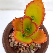 만손초 다육이 풍성하고 예뻐지는 다육 식물 분포함 랜덤1-48, 단품