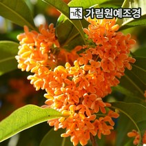 목서나무 가림원예조경, 금목서 키80~100cm 분묘