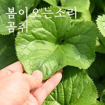 제철 봄나물 경북 고령 산지직송 국산 봄나물 생 곰취 나물 500g 1kg 2kg