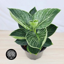 필로덴드론버킨 [플라워앤곰] 중품/ 포트15cm/ 높이28cm/ 무늬콩고 버킨콩고