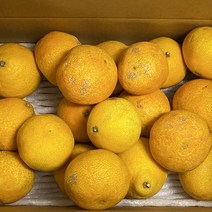 고당도 프리미엄 제주 황금향, 1개, 못난이 4.5kg (사이즈 혼합)