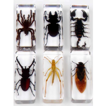 대형 곤충 표본 지네 전갈 사마귀 박제 게 하늘소, 바구미