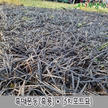 착한가격 나무생각 흑맥문동(흑룡)*(5치포트묘), 주