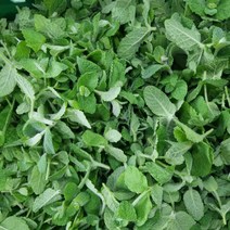 [로즈잎] 면역력 증대에 좋은 먹는 알로에베라 생잎 8kg 산지직송, 생잎 5kg