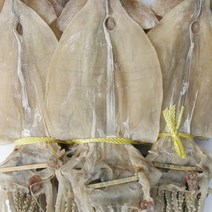 건어물천국 신선한 당일바리 마른오징어 20마리 건오징어, 2.0kg(20미)