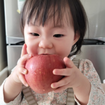 영주사과 꿀사과 부사 특가판매 5kg 10kg 얼음골사과 못난이사과 선물용 가정용, [선물용] 5KG 17-19과