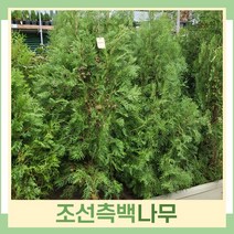 측백나무 묘목 조선측백 1.5m(분) 2개