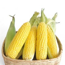 [VIP 최고급 선물용_발송중]달고나 초당옥수수/냉동/생물, 냉동9개 달고나 초당/특품_즉시발송