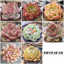 중품다육 8종 모음, 0번 - 8종모두[ 할인+선물까지 ]