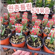 원종튤립-5개묶음/매년 퇴화하지않고 번식하는 튤립꽃