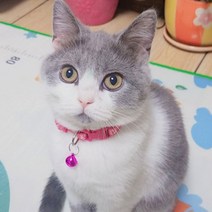 마이카싸 고양이 방울 목걸이 6p 세트, 6종칼라믹스