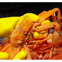 속초 박달 홍게 2kg 3kg 붉은 대게, 살아있는 싱싱한걸로 주세요