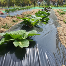 해충 억제 흑색 멀칭 비닐 두께0.02mm 폭150/160cm 길이200m 농업용 농사용 썬라이크 필름, 150cm/200m(일반농/텃밭농 등)