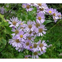 가을꽃 벌개미취 포트묘 / 20주