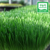 수정바이오팜 무농약 밀싹 밀순 밀새싹 주스 녹즙 생즙 클렌즈 쥬스 새싹 야채즙 재료, 600g