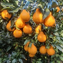 한라봉 천혜향 레드향 가정용 제주직송, 레드향 2kg 7~13과