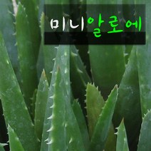 허브여울다육 미니알로에 (전자파방지 공기정화 실내인테리어화분) 지름 9cm 소품 다육화분, 1개