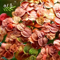 [미초] 필란터스 플루이탄스 수초 5뿌리 / 부상 수초 / 초보자 수초 / 어항 수초