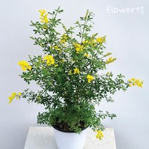 플라워석 애니시다 모종 35cm 선물가능 공기정화식물 인테리어 플랜테리어 키우기쉬운 반려식물 금작화 양골담초 향기 꽃 예쁜 식물 화분, 2. 애니시다 1+1