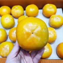 유명산지 진주 창원 단감 10kg 가락시장 특품, 단감 10kg L (대과)