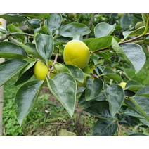 22년 경남 햇단감 2.5kg 14/18개 단감다이어트 성인병예방 비타민C 감기예방 감말랭이 감식초 감스무디, 상세페이지 참조, 상세페이지 참조