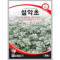 설악초 씨앗 30립 꽃씨