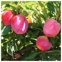 플럼코트 티파니 [접목1년] ulmt