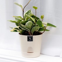 아침향기 공기정화식물 기능성 에코화분 아이보리, (에코화분/아이보리) 호야, 1개