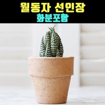 곰빵몰 미니선인장 반려선인장 월동자 화분포함 1개