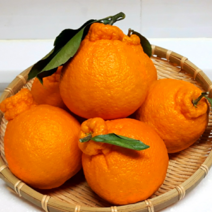 제주 한라봉 3KG 5KG 10KG 가정용 못난이, 한라봉 가정용 10kg(중소과 43~49개)
