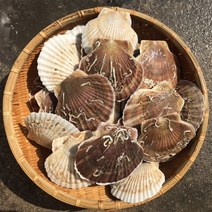 가리비1kg 제철 캠핑모듬조개 해물탕 찜 해산물 수산물 바지락 째복 명주 비단 갈미 백합조개 백상합 모시 뿔소라 대왕 참가리비구이 키조개 전복 삐뚤이소라 밀고동 돌조개 흠스수산, 1개, 1kg