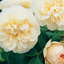 장미 묘목 영국장미 리치필드 엔젤 접목 1년 개화주