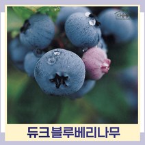 블루베리나무 묘목 듀크 삽목3년생 포트묘 1개