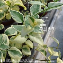 무늬빈카, 1개