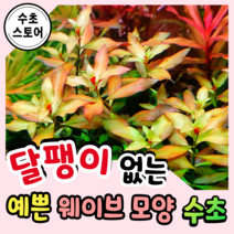 [수초스토어] 검역 루드위지아 레펜스 3촉 / 구피 새우 어항 수초 쉬운 예쁜 은신처 중경 후경 초보 풍성한 흑사 붉은 무이탄 치어 베타 열대어