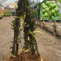 (D소망)가시없는 민초피나무묘목 접목1년생 1그루