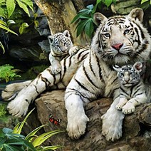 500피스 동물 직소퍼즐 정글의 백호가족 PL741, 단품, 단품