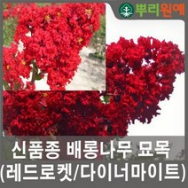 백일홍나무 백일홍묘목 배롱나무 다이너마이트 2년생