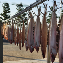 국산 반 건조 기름 가자미, 반건조기름(물)가자미10마리중자