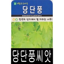 [워터트리몰] 당단풍나무씨앗(100립) 채소 꽃 종자 재배 씨앗 허브 나무 (A)