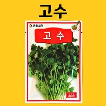 고수씨앗 300립, 고수, 고수