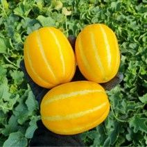 산지직송 성주참외 가정용참외 선물용참외 꼬마참외 2kg 3kg 5kg, 성주참외 선물용 2.5kg