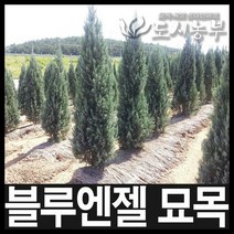 블루엔젤 키 100cm내외 화분 묘목 나무 원예 식물